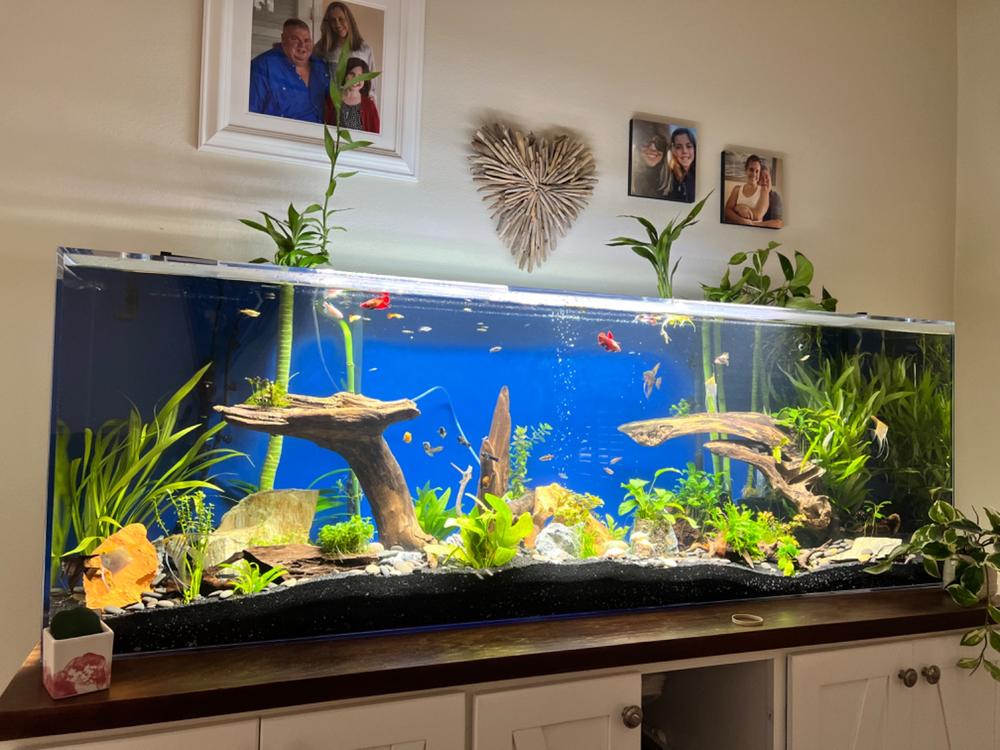 Clear for Life Rectangle 50 Gallon Acrylic Aquarium - Fresh or Saltwat –  Dream Fish Tanks