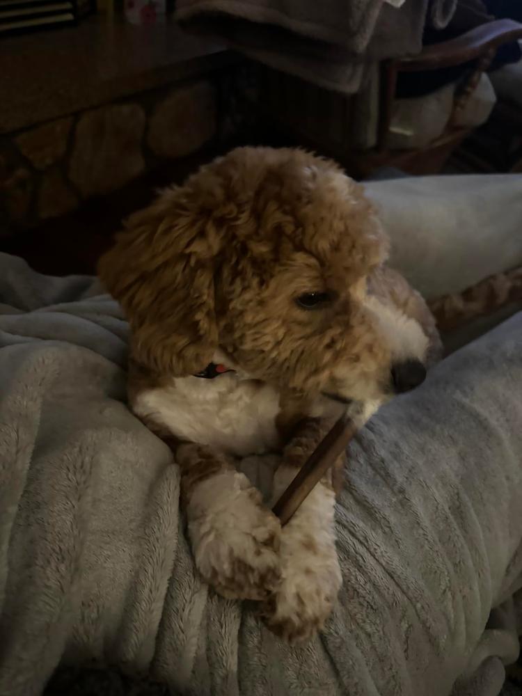 6-Inch Standard Bully Stick - Customer Photo From Tawnee Medina