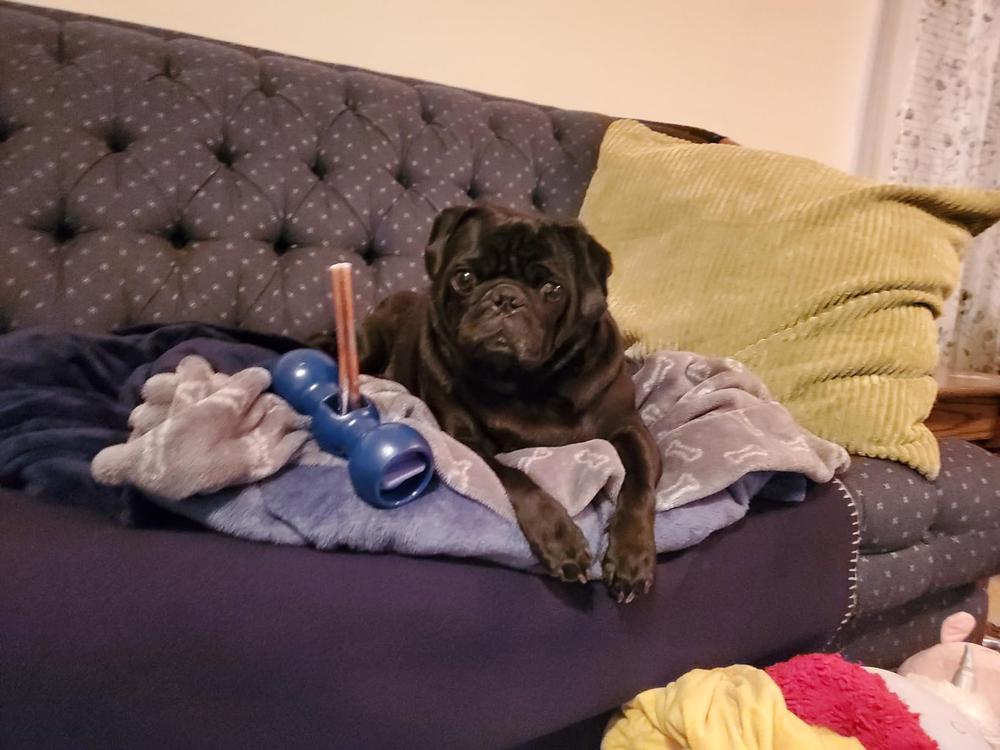 6-Inch Standard Bully Stick - Customer Photo From Karlei