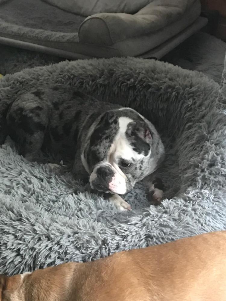 12-Inch Thick Bully Stick - Customer Photo From Erin OShea