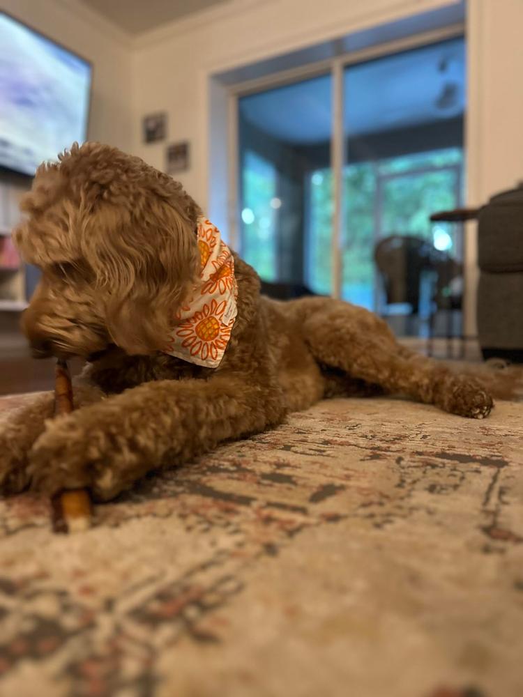 12-Inch Thick Bully Stick - Customer Photo From Kayla H