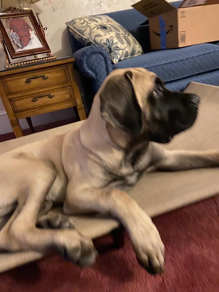 12-Inch Thick Bully Stick - Customer Photo From Happy Customer