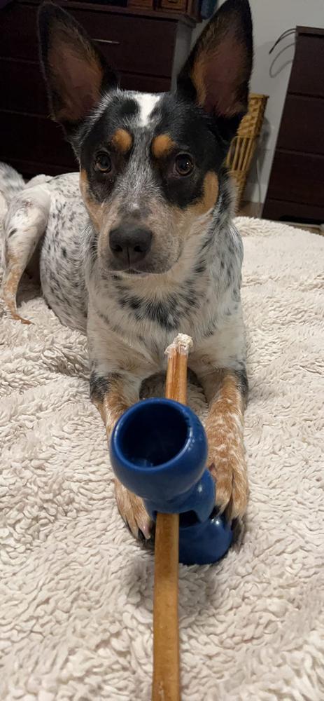 12-Inch Thick Bully Stick - Customer Photo From Wellesley E. Scott III