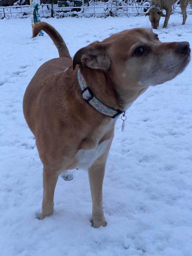 12-Inch Thick Bully Stick - Customer Photo From Wow NO