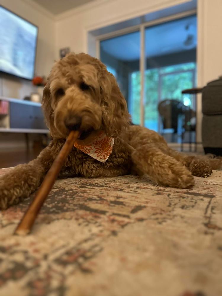 12-Inch Thick Bully Stick - Customer Photo From Kayla H