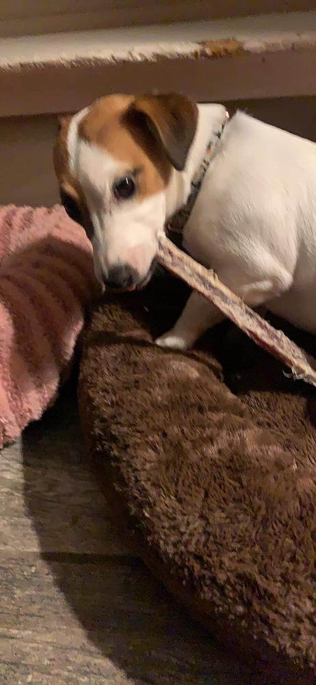 12-Inch Thick Bully Stick - Customer Photo From lana patterson