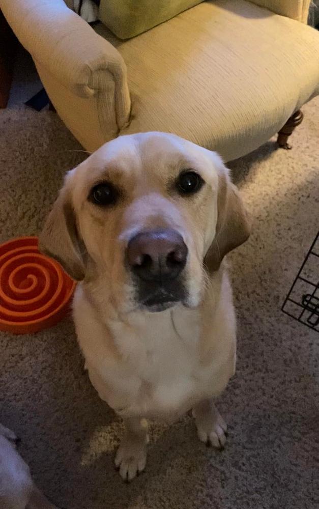 12-Inch Thick Bully Stick - Customer Photo From Wow NO
