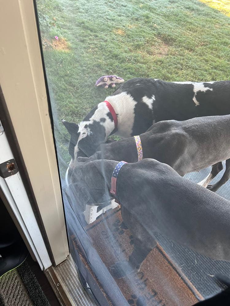 12-Inch Thick Bully Stick - Customer Photo From 54ashley83