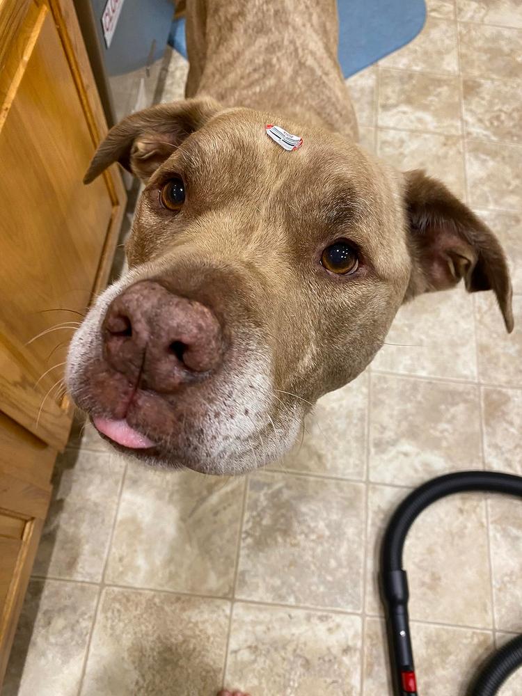 12-Inch Thick Bully Stick - Customer Photo From Wow NO