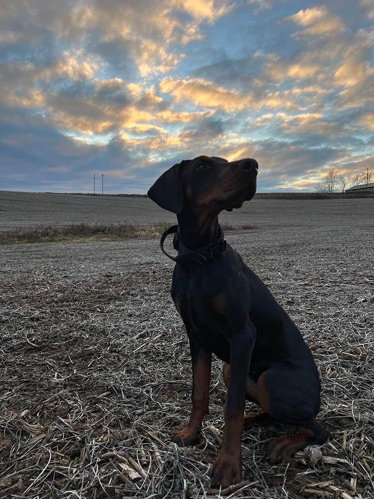 12-Inch Thick Bully Stick - Customer Photo From Jules clutter