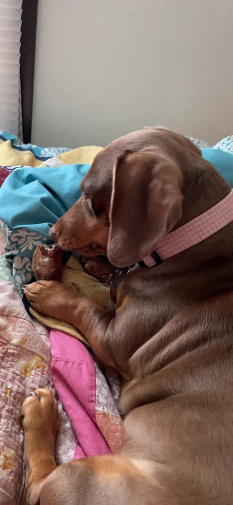 Bully Bites - Customer Photo From Maisie Brown’s Mom