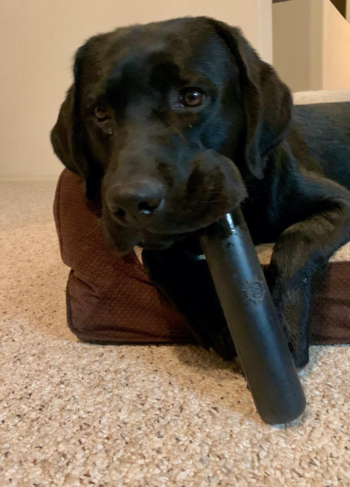 Indestructible ChewStick - Customer Photo From Anonymous