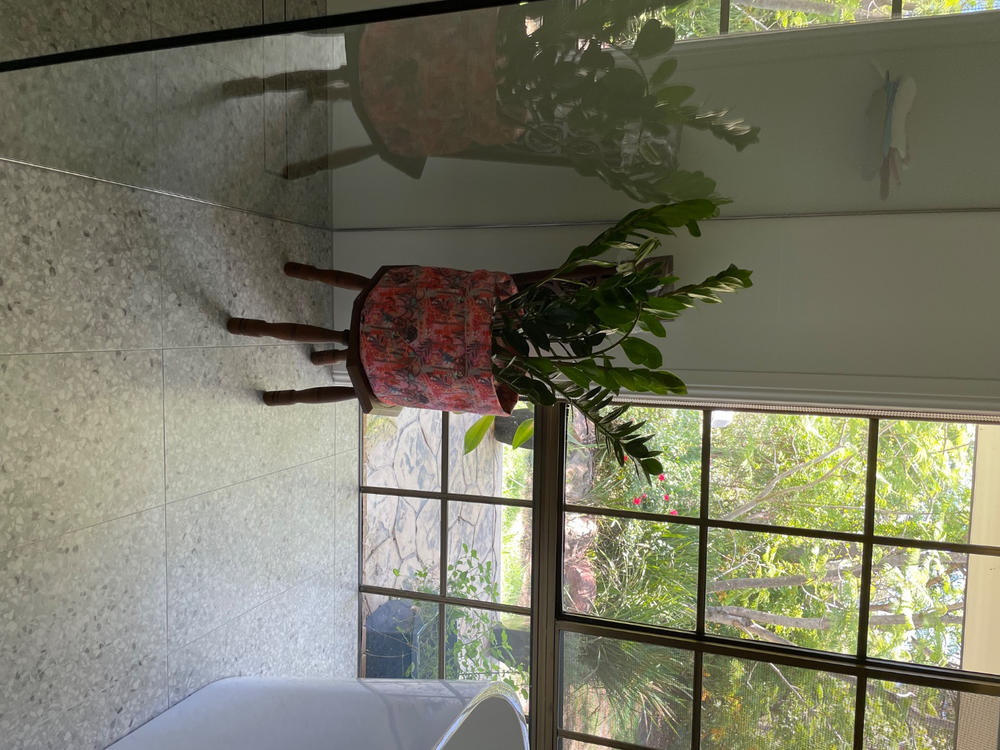 From Seeds Canvas Plant Pot - Customer Photo From Denise Dolan