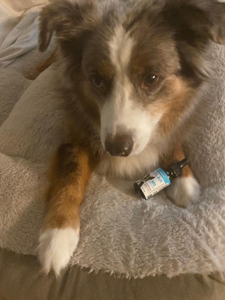 SKYLAR - CBD Oil for Pets - Customer Photo From Amy Berry