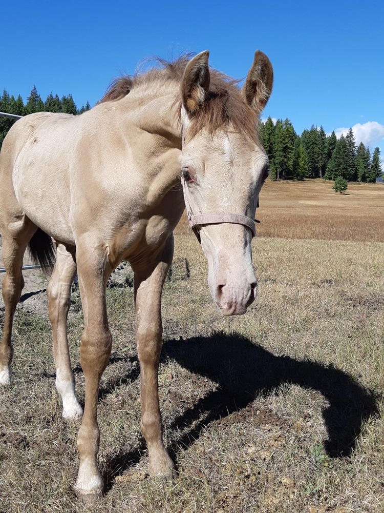 Camelina Oil for Equine - 18.9L Pail - Customer Photo From Gemma Carey