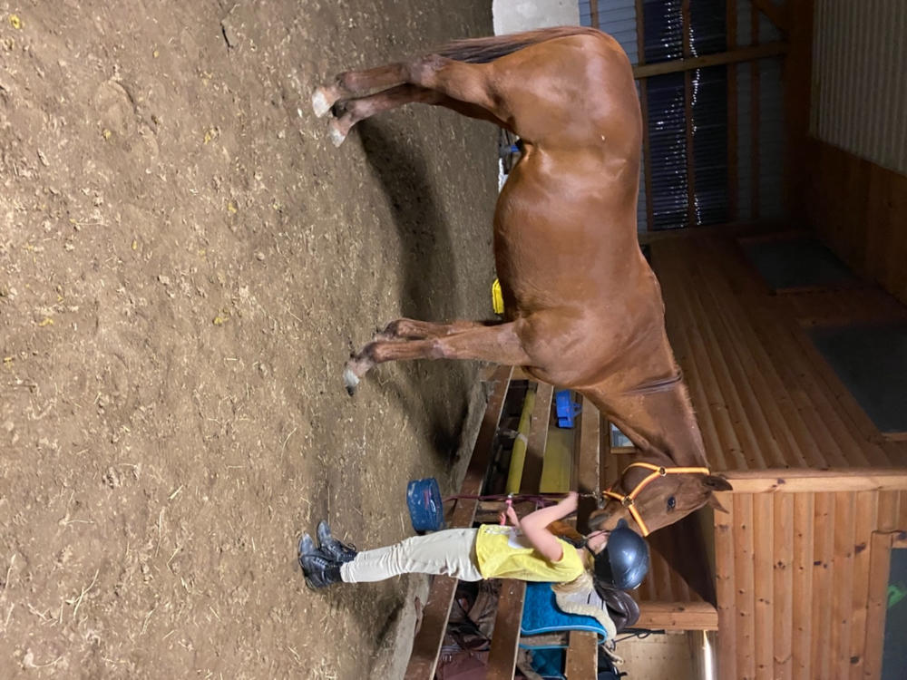 Camelina Oil for Equine - 13.25L Pail - Customer Photo From Erin MacDonald