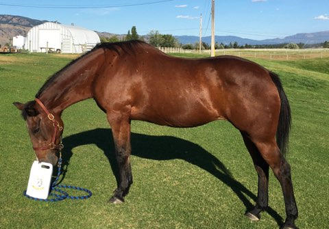 Camelina Oil for Equine - 13.25L Pail - Customer Photo From Donna Peeters