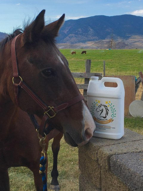 Camelina Oil for Equine - 13.25L Pail - Customer Photo From Donna Peeters