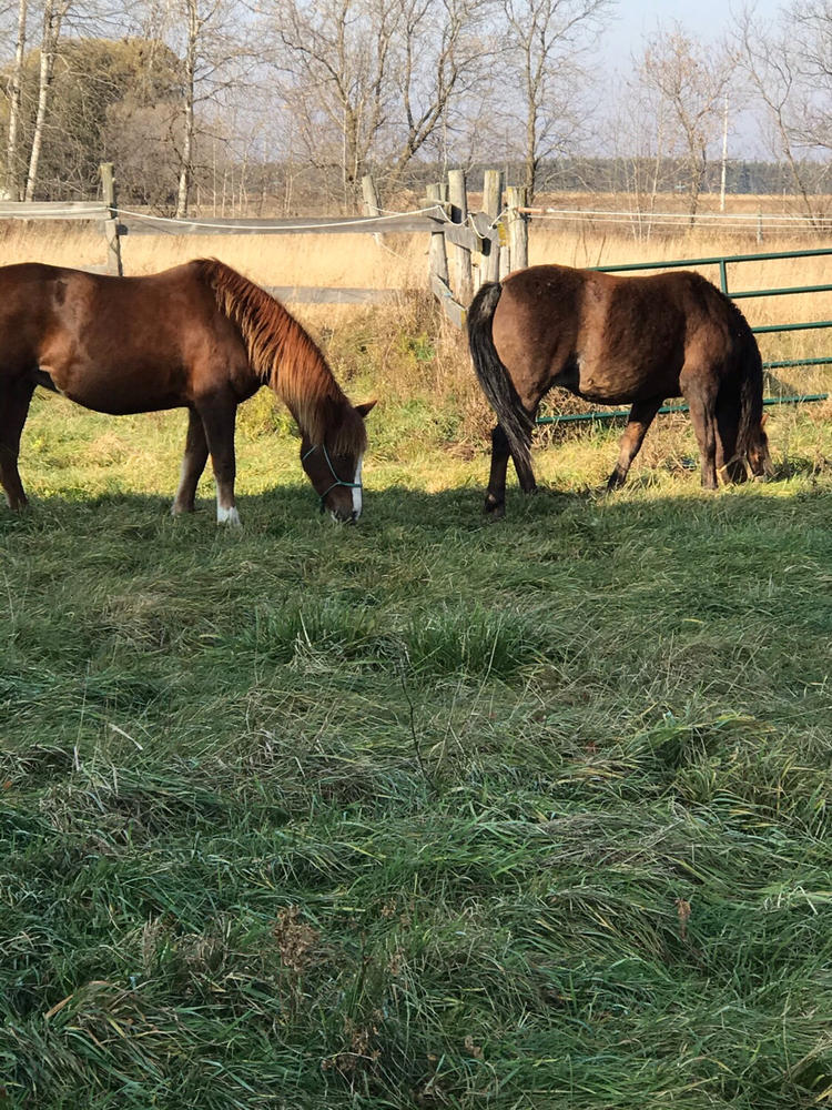 Camelina Oil for Equine - 13.25L Pail - Customer Photo From Elizabeth Robb