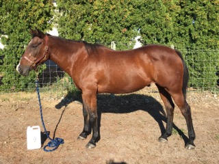 Camelina Oil for Equine - 13.25L Pail - Customer Photo From Donna Peeters