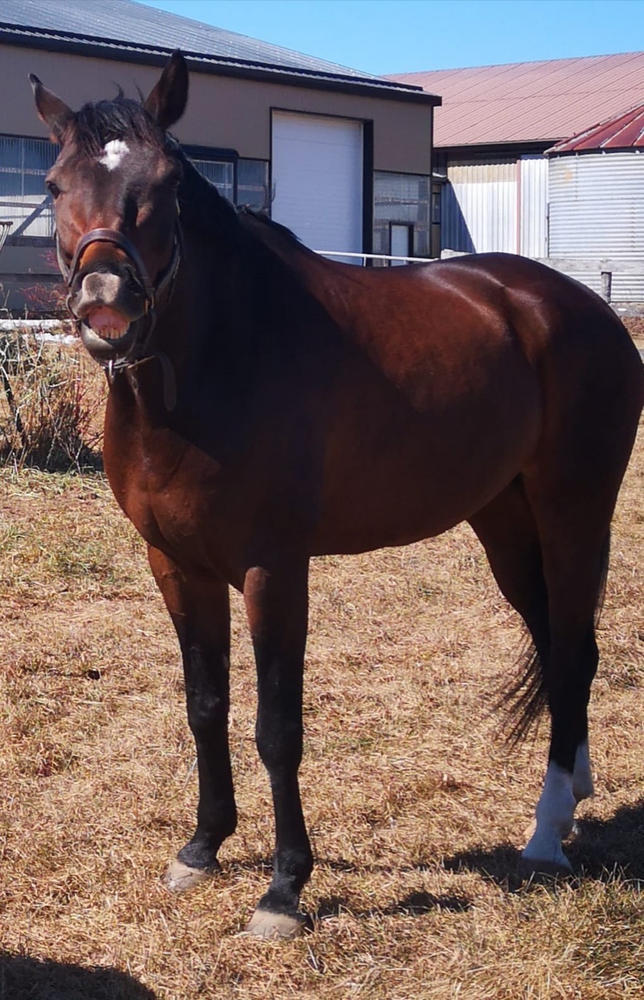 Camelina Oil for Equine - 13.25L Pail - Customer Photo From Danielle Vavaroutsos