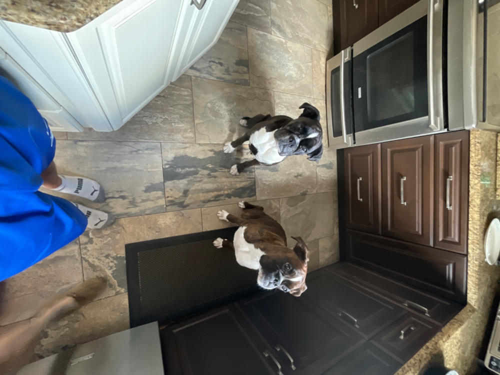 Camelina Oil for Equine - 3.78L Jug - Customer Photo From Sherri Roberts