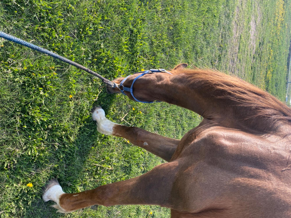 Camelina Oil for Equine - 3.78L Jug - Customer Photo From Claire Callan