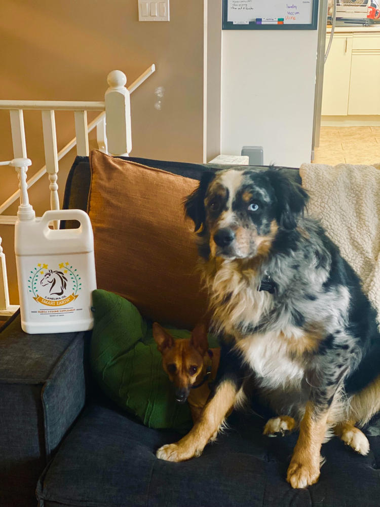 Camelina Oil for Equine - 3.78L Jug - Customer Photo From Ambee Blundon