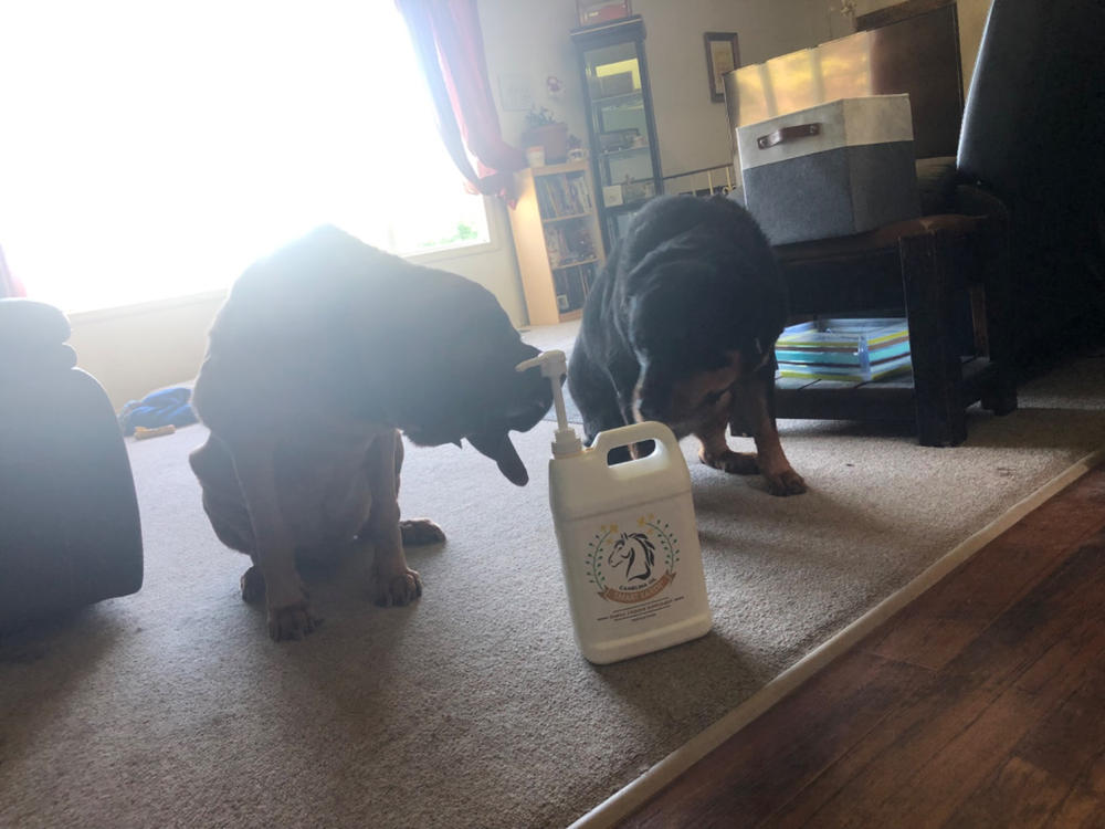 Camelina Oil for Equine - 3.78L Jug - Customer Photo From Kruz Kornelson