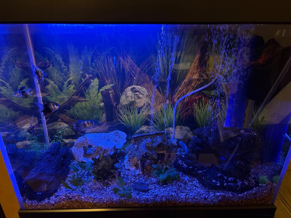 Aqua Dream 50 Gallon Tempered Glass Aquarium Black - Customer Photo From Carissa Berry