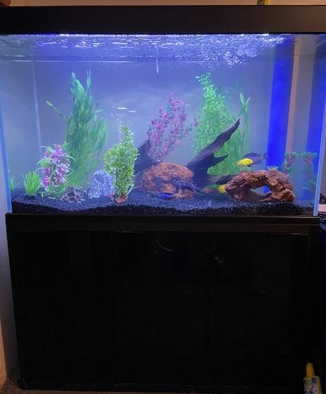 Aqua Dream 135 Gallon Tempered Glass Aquarium Black - Customer Photo From Bradley Butler