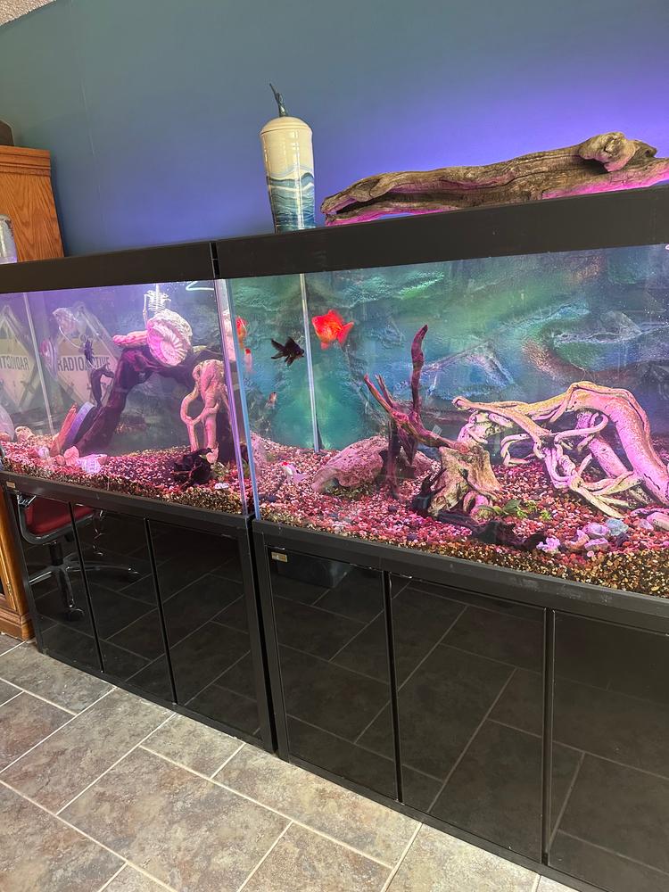 Aqua Dream 145 Gallon Tempered Glass Aquarium White and Silver - Customer Photo From Juli havens 