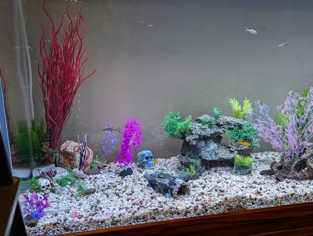 Aqua Dream 175 Gallon Tempered Glass Aquarium Black - Customer Photo From Allen Rawlins