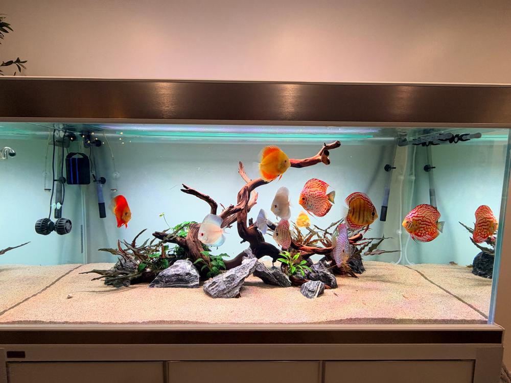 Aqua Dream Tempered Glass Aquarium 260 Gallon Fish Tank White and Silver with Premium Filtration System - Customer Photo From Mark