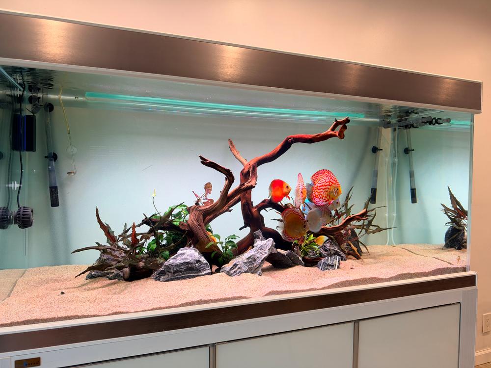 Aqua Dream Tempered Glass Aquarium 260 Gallon Fish Tank White and Silver with Premium Filtration System - Customer Photo From Mark