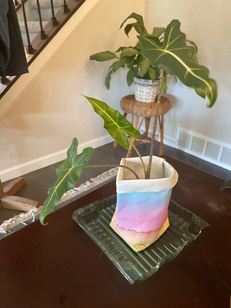 Happy Pots - Customer Photo From Heather Scott