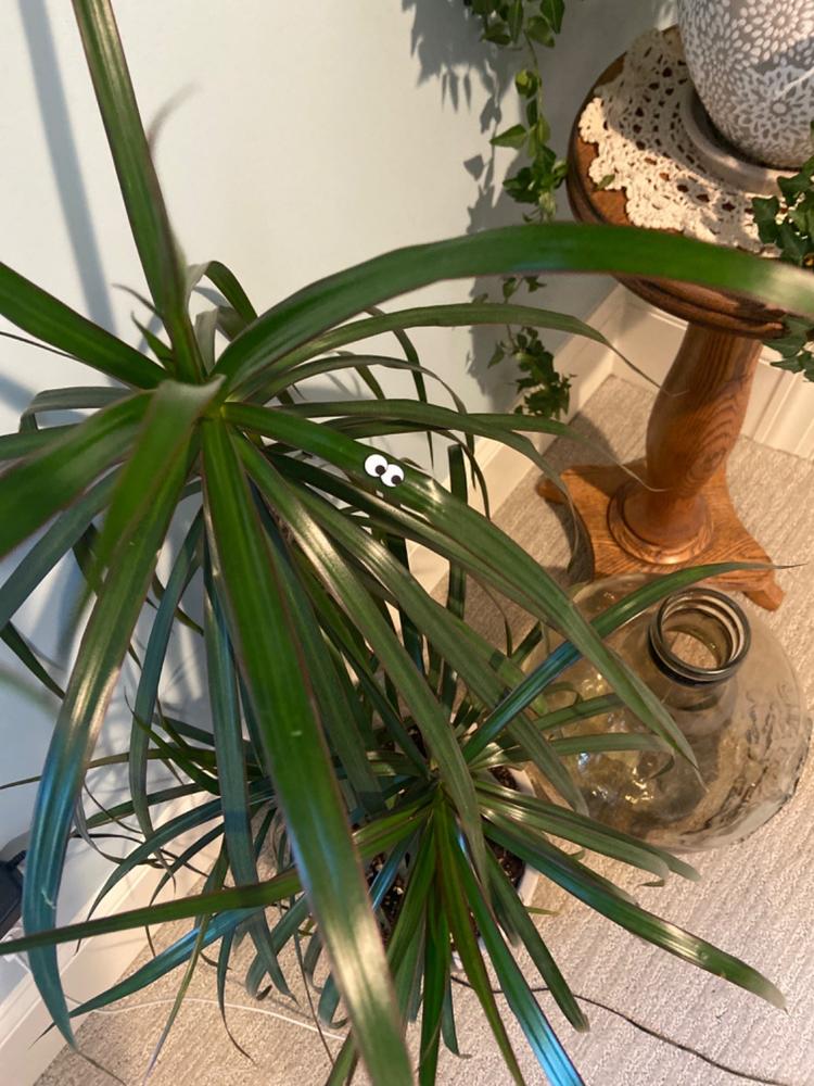 Mystery - Customer Photo From Karla Nitschke