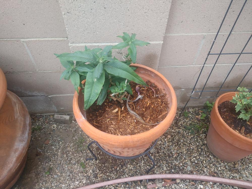 Pugster® Amethyst Butterfly Bush (Buddleia) - Customer Photo From Yolanda Duenas