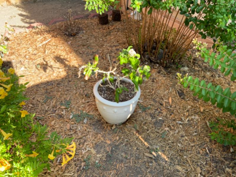 Pugster® Amethyst Butterfly Bush (Buddleia) - Customer Photo From Pamela Bright