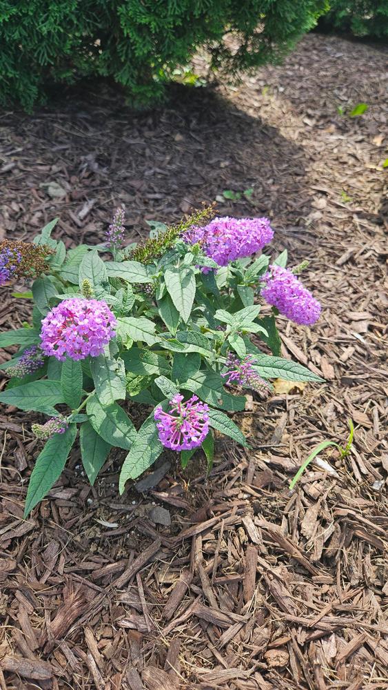 Pugster® Amethyst Butterfly Bush (Buddleia hybrid) - Customer Photo From Jess