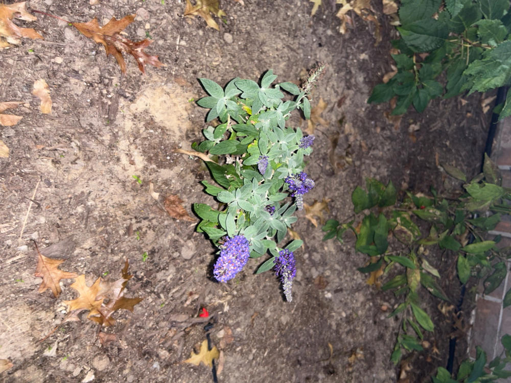 Pugster Blue® Butterfly Bush (Buddleia) - Customer Photo From Kelly Hart