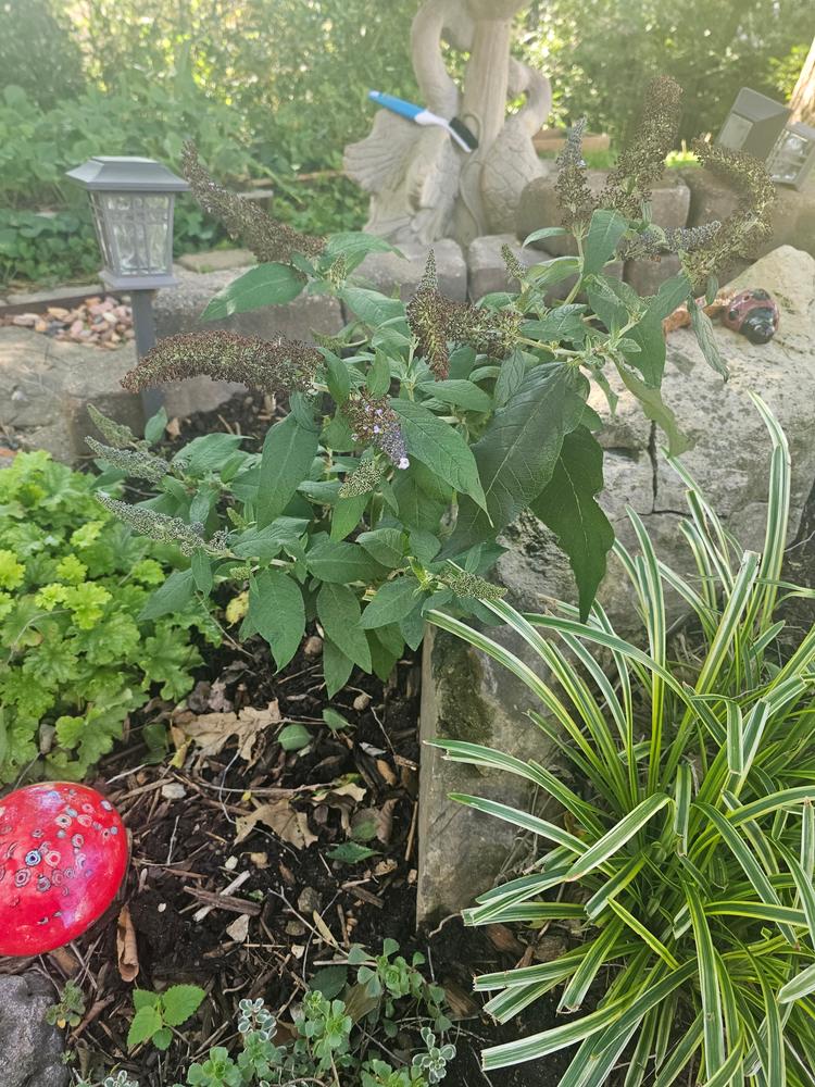 Pugster Blue® Butterfly Bush (Buddleia) - Customer Photo From Tammy