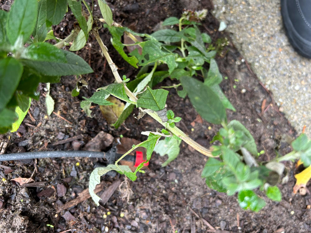 Pugster Blue® Butterfly Bush (Buddleia) - Customer Photo From Kelly Hart