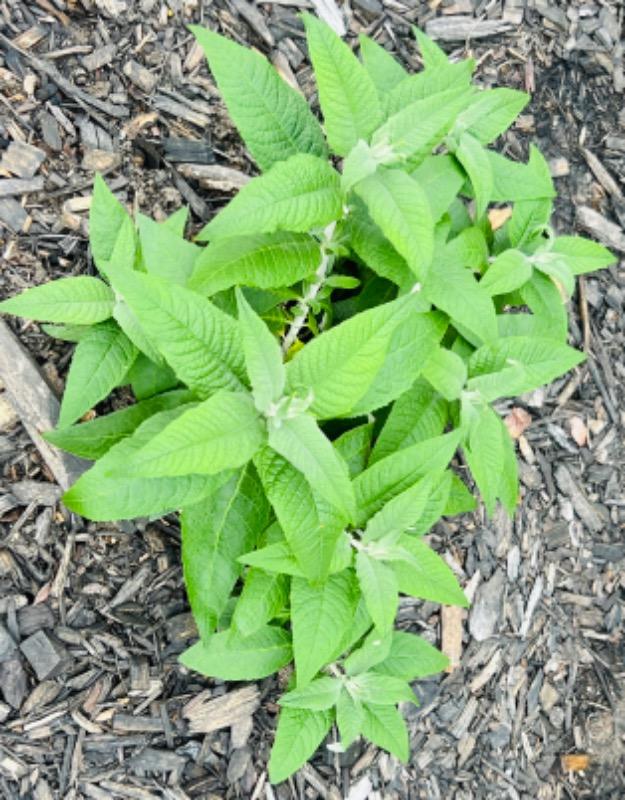 Pugster Blue® Butterfly Bush (Buddleia) - Customer Photo From Evangeline Brock