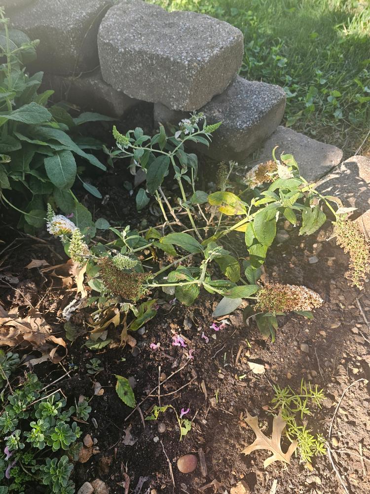 Pugster White® Butterfly Bush (Buddleia) - Customer Photo From Tammy