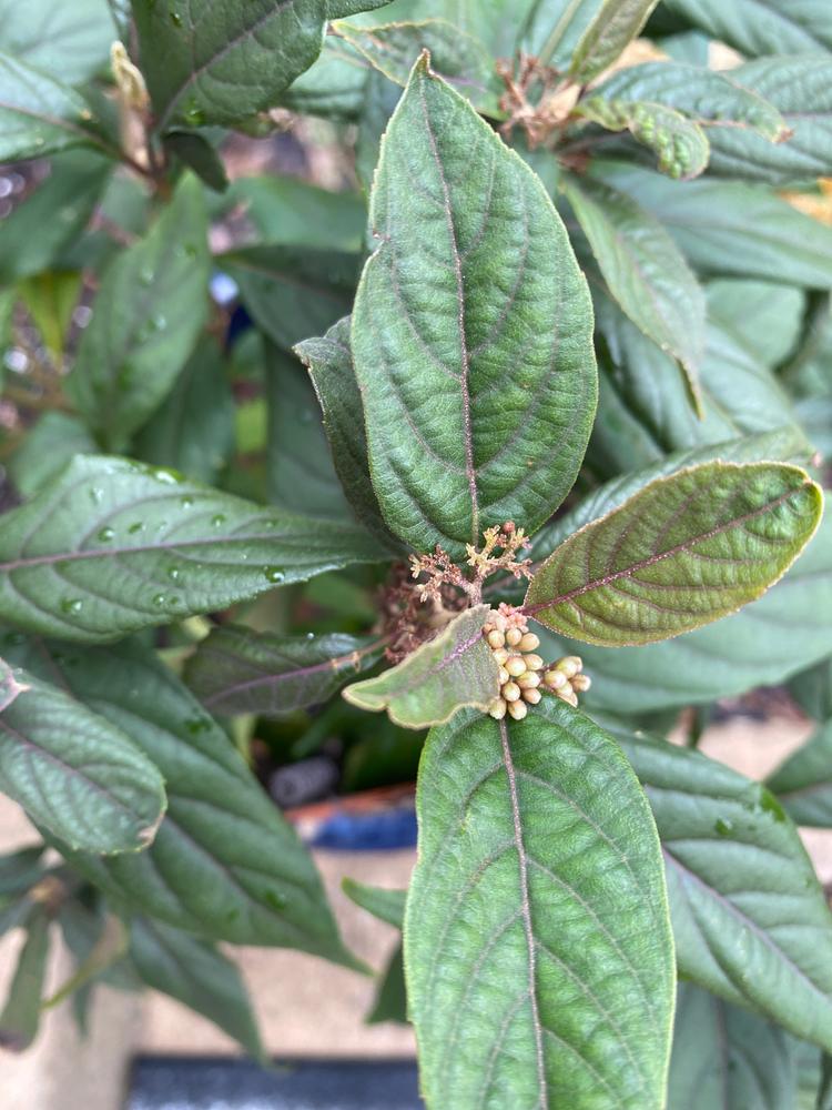 Pearl Glam® Beautyberry (Callicarpa) - Customer Photo From Andrea Rice