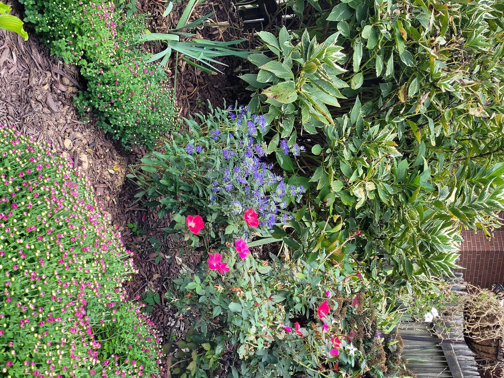 Beyond Midnight® Bluebeard (Caryopteris hybrid) - Customer Photo From Kathleen Heaton