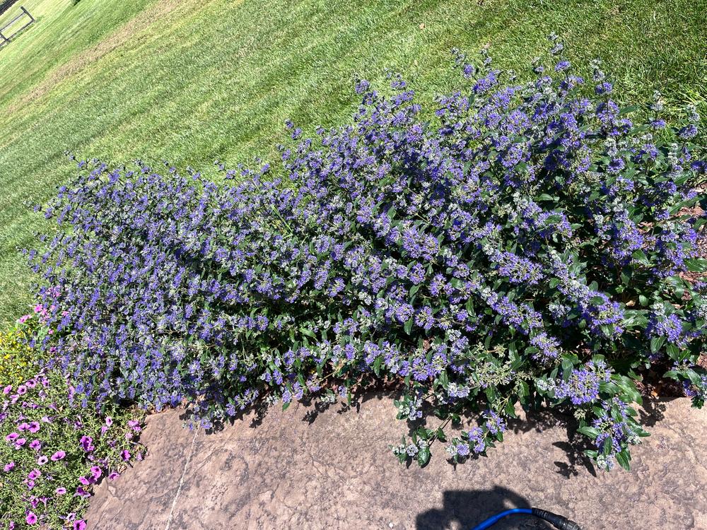 Beyond Midnight® Bluebeard (Caryopteris) - Customer Photo From Jan