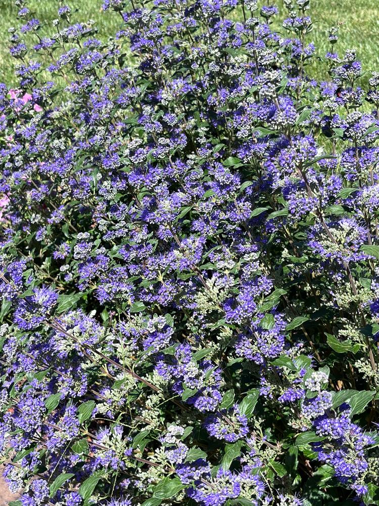 Beyond Midnight® Bluebeard (Caryopteris) - Customer Photo From Jan