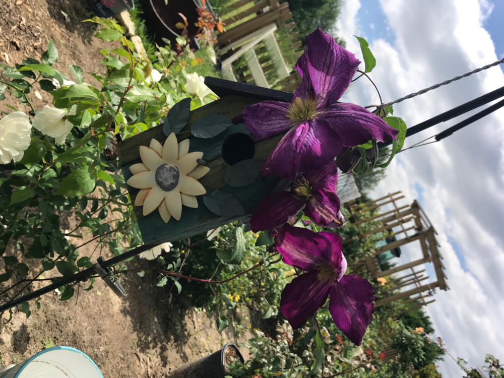 Happy Jack® Purple (Clematis) - Customer Photo From Mike Morris